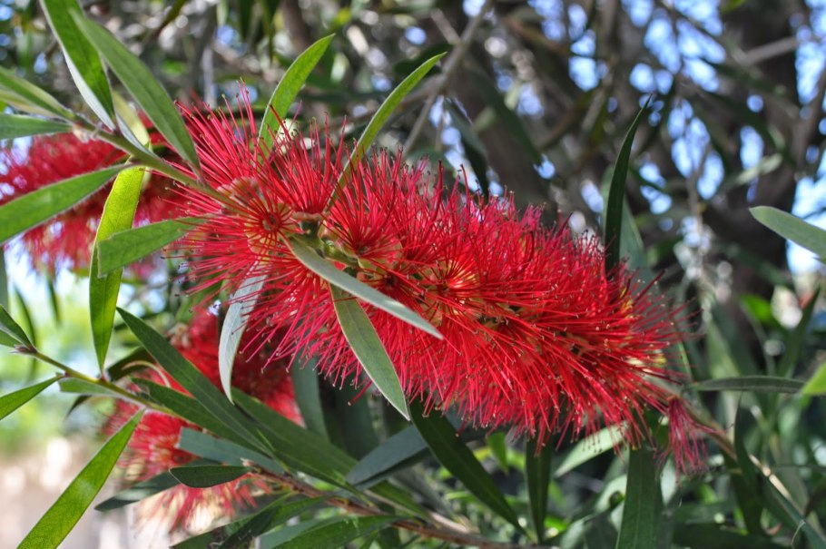 Каллистемон вариегатный