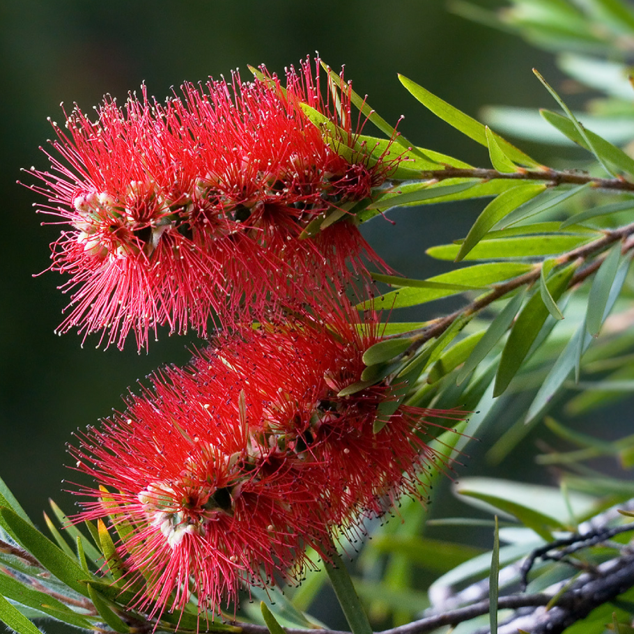 Каллистемон дикорастущий