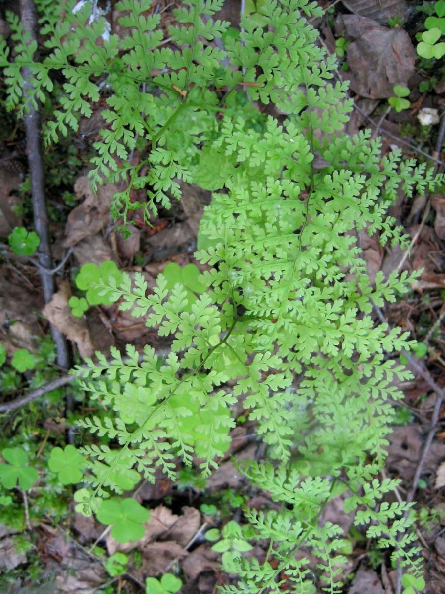 Пузырник судетский