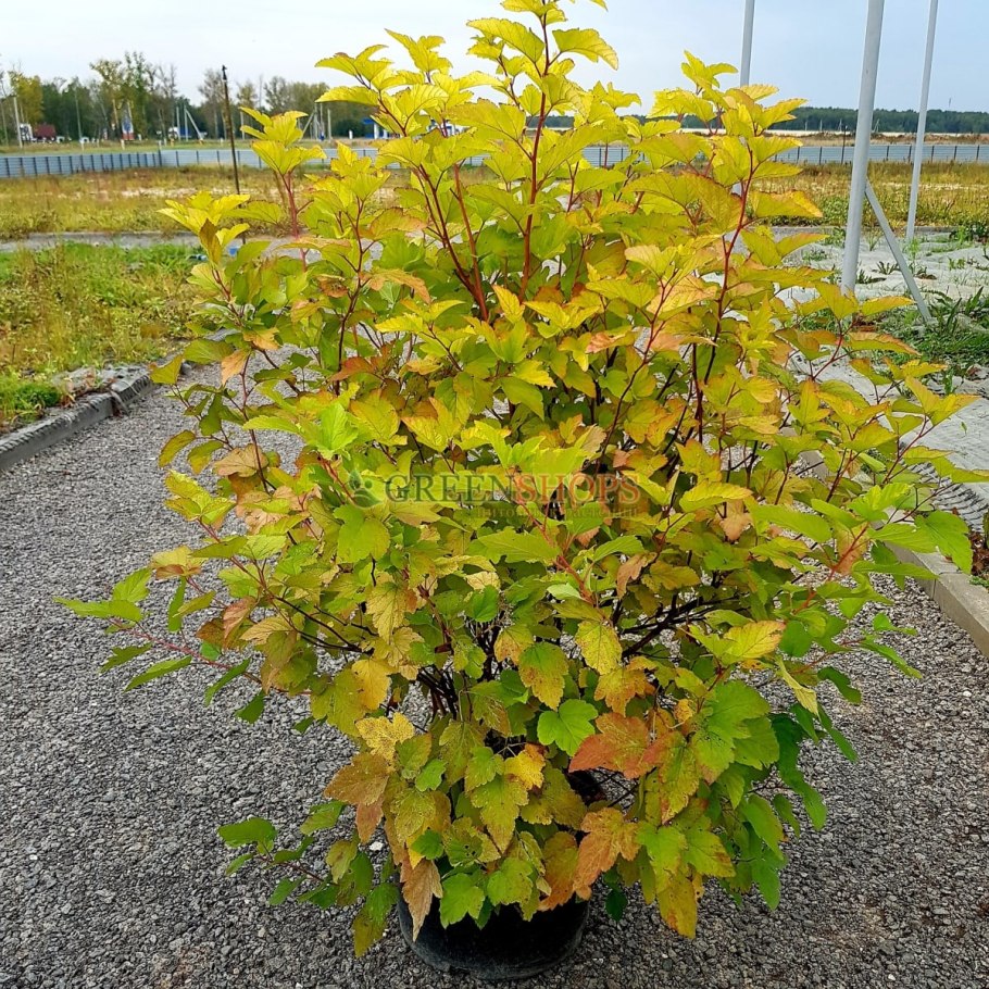 Пузырник папоротник