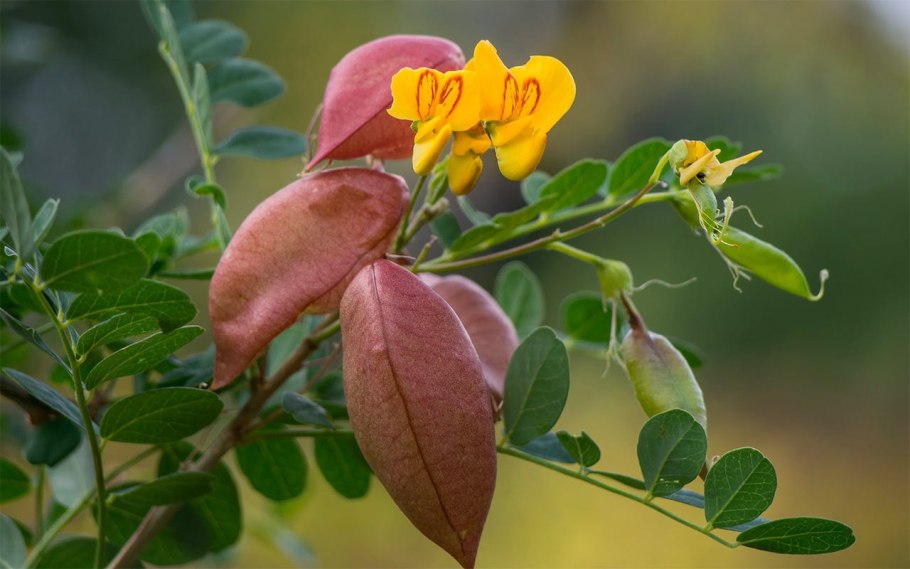 Гербарий растения Сибири