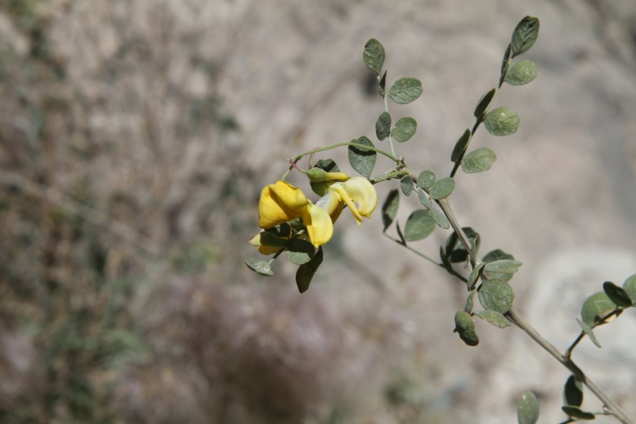 Пузырник Киликийский