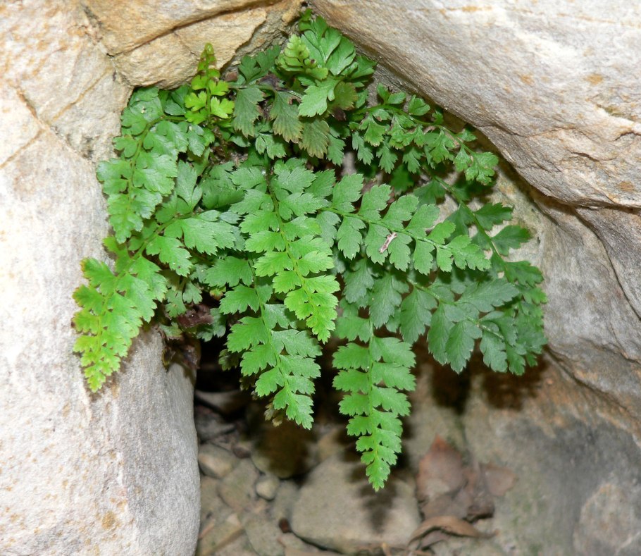Пузырник древовидный (Colutea arborescens)