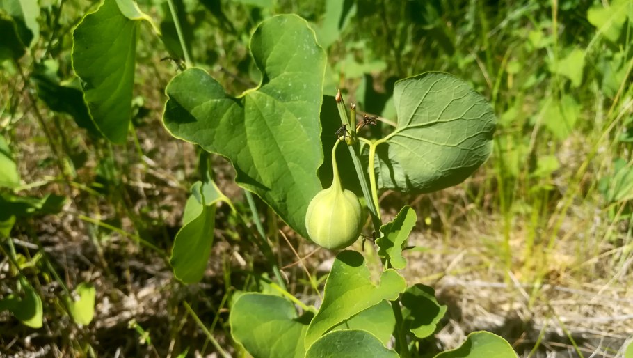 Кирказон Луговой