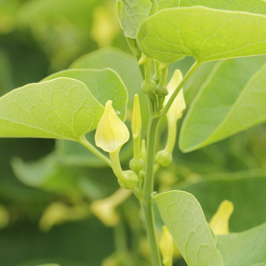 Кирказон обыкновенный