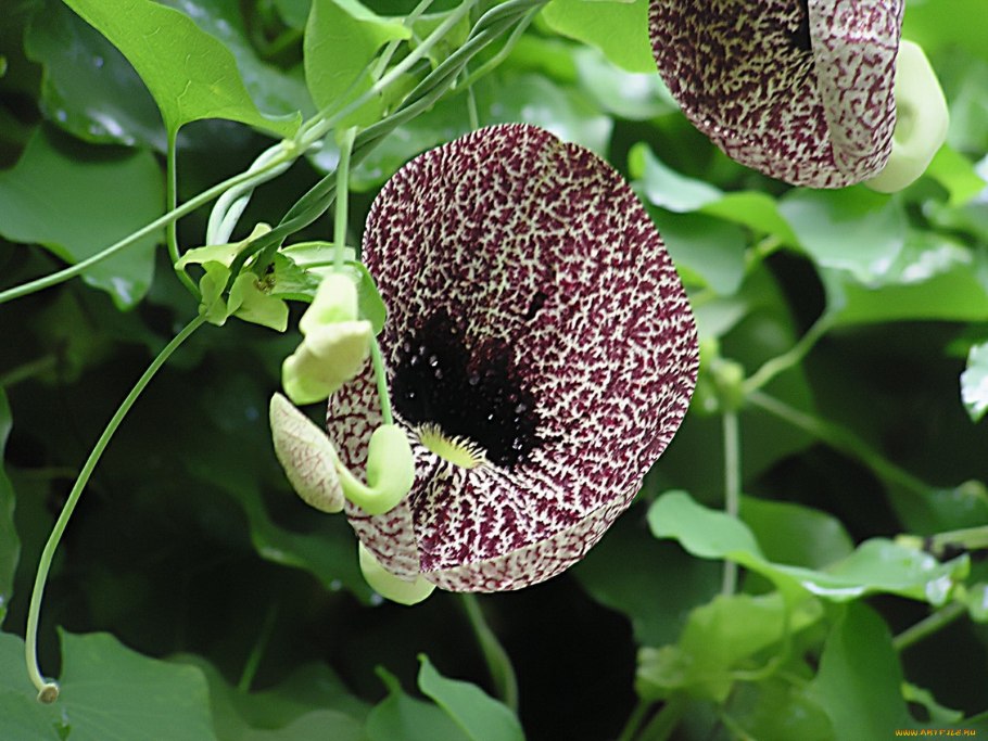 Кирказон плоды