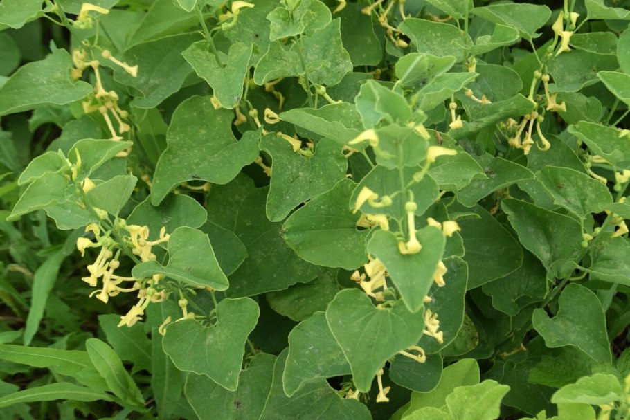 Кирказон обыкновенный