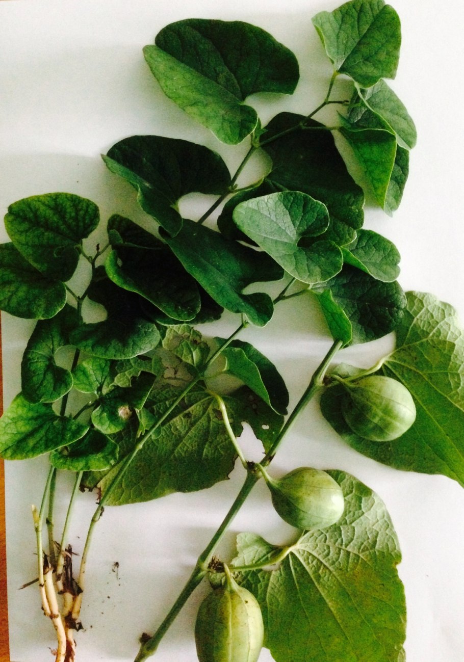 Кирказон обыкновенный Aristolochia clematitis