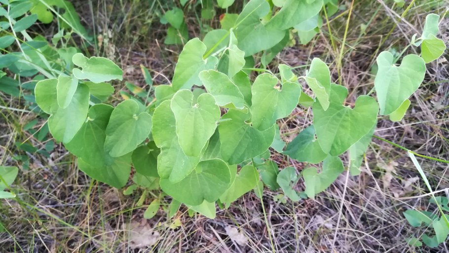 Кирказон обыкновенный листья