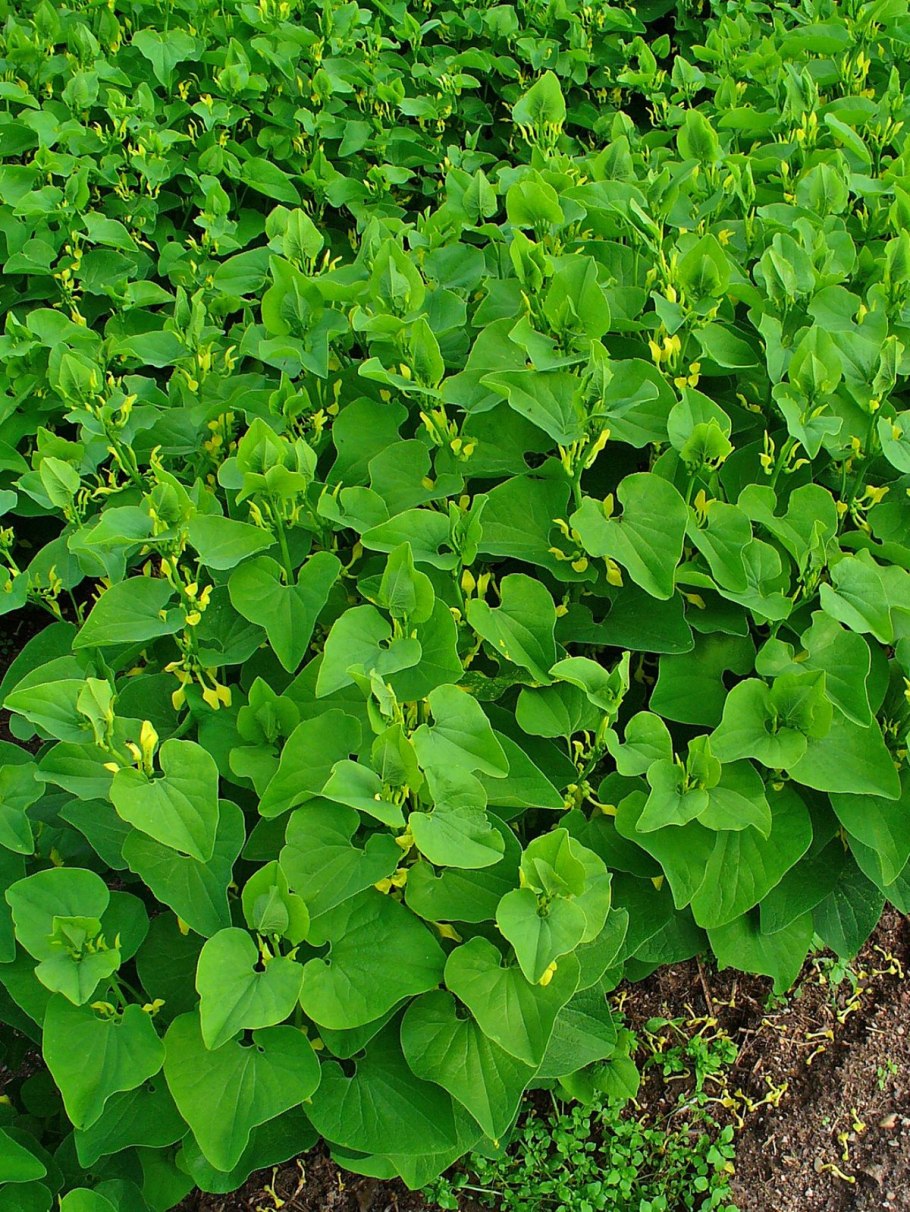 Кирказон клематисовый