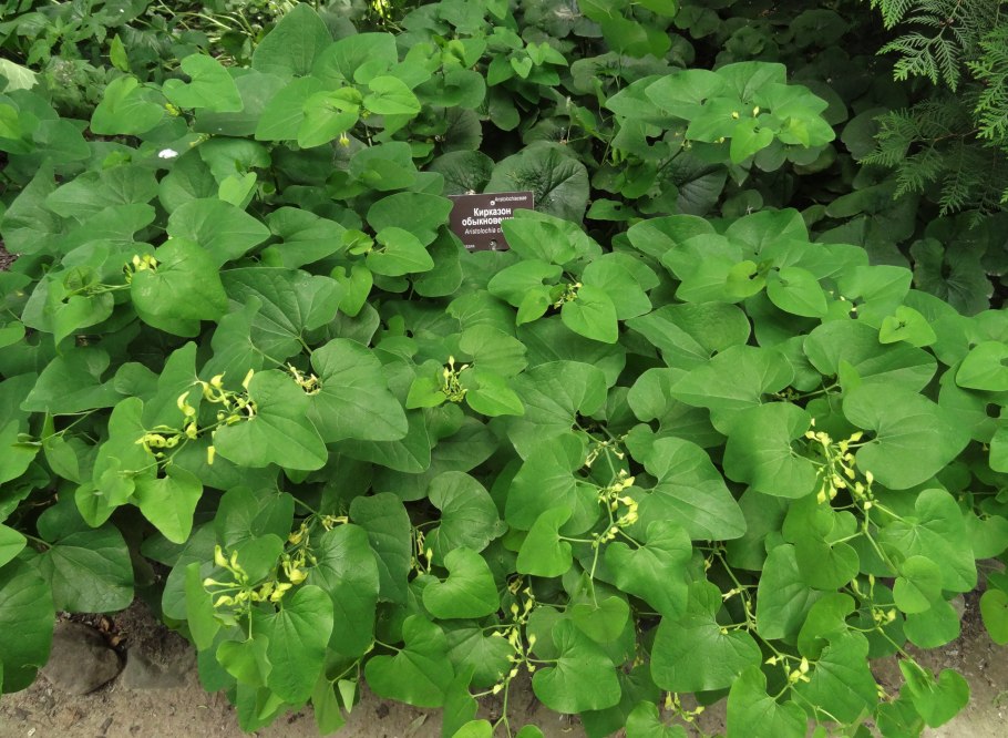 Лиана кирказон маньчжурский