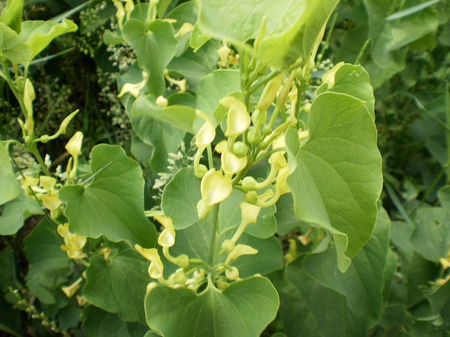 Трава кирказон ломоносовидный