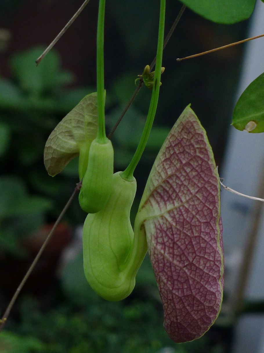 Филейник трава