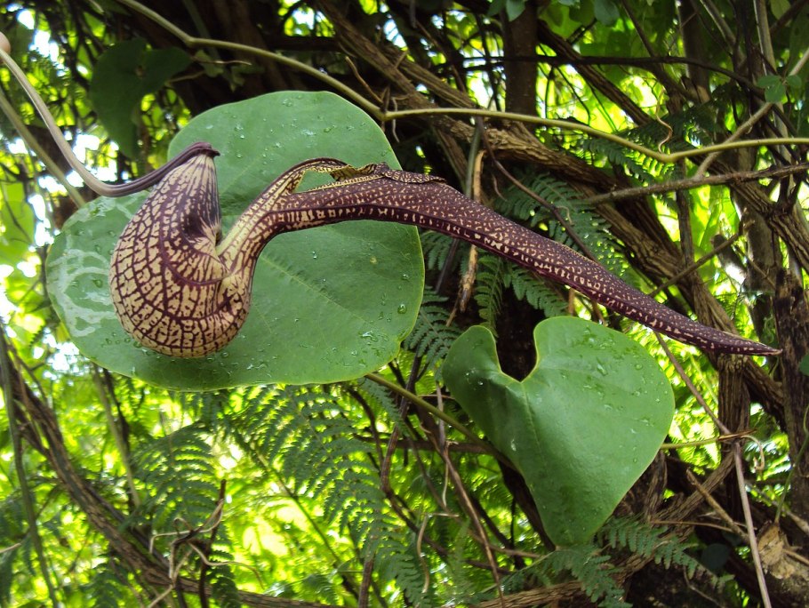 Кирказон аристолохия маньчжурская