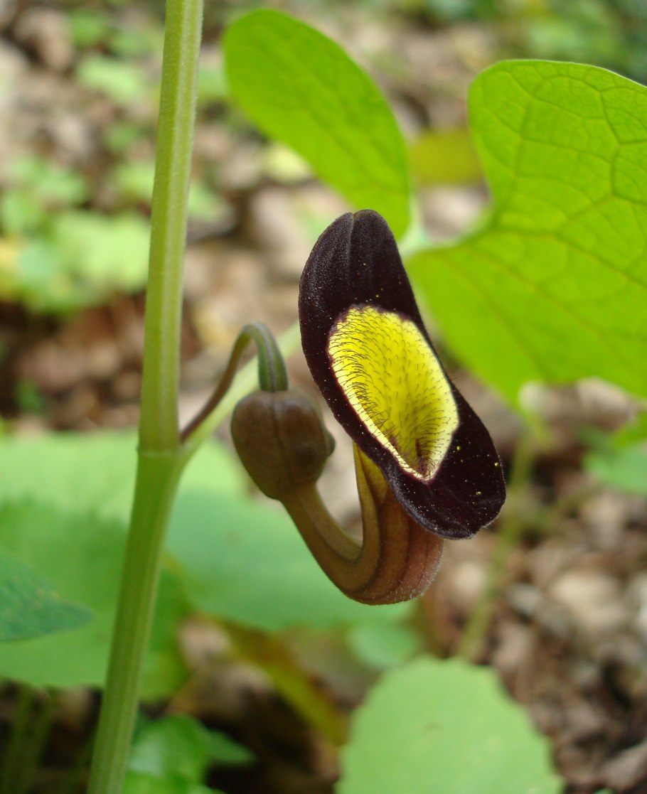 Aristolochia ringens