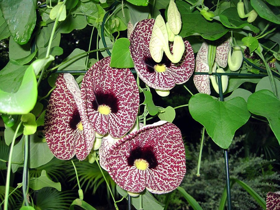 Aristolochia clematitis