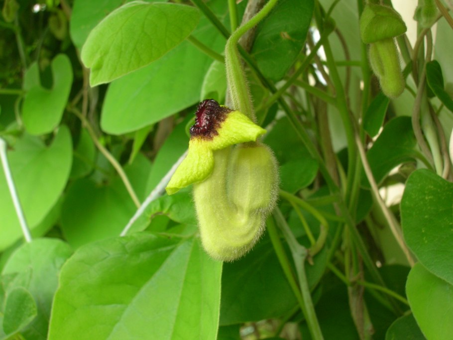 Кирказон ломоносовидный семена