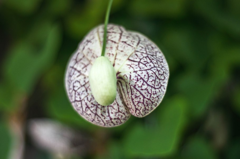 Кирказон Штейпа