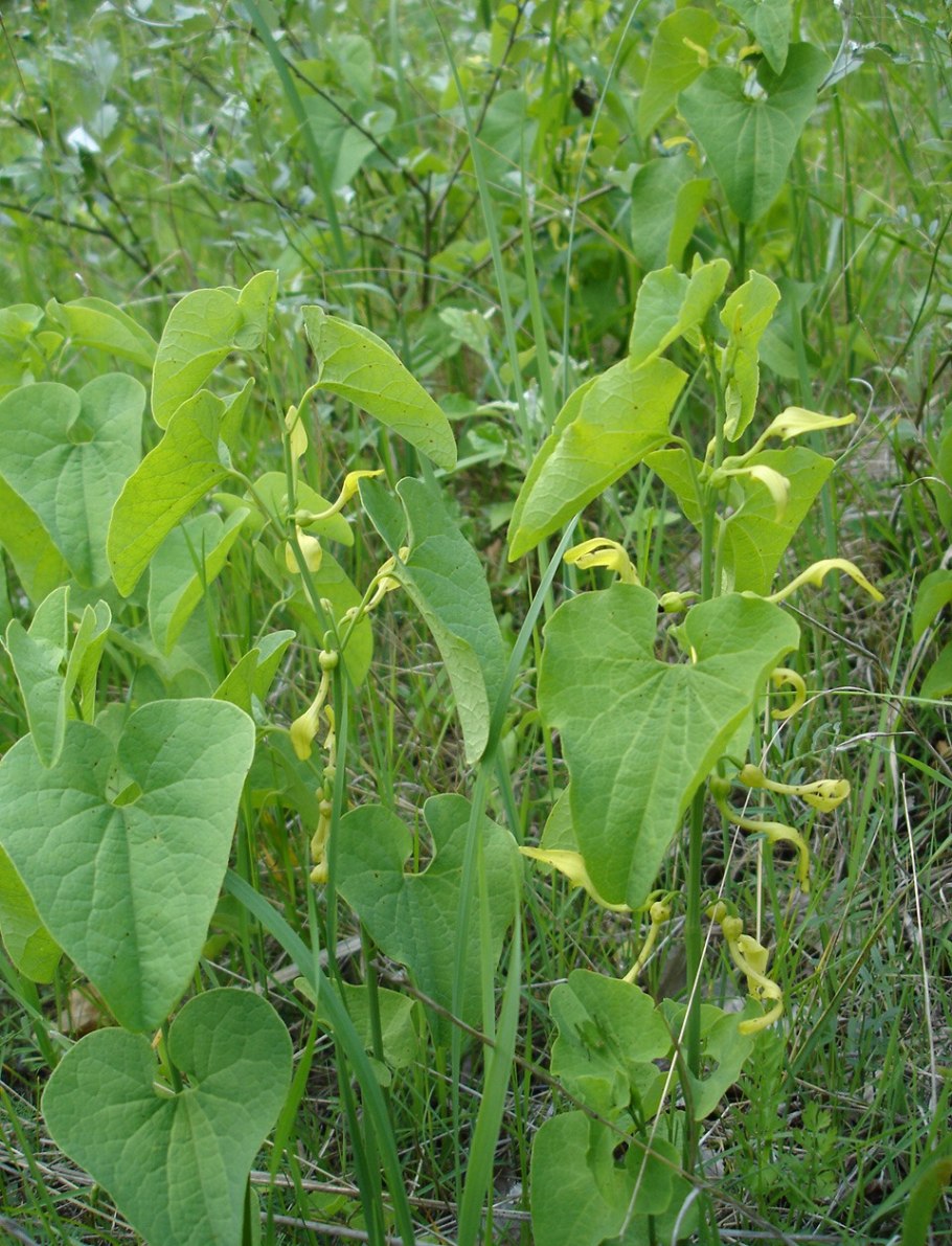 Кирказон ломоносовидный растение