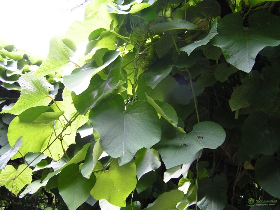 Кирказон обыкновенный Aristolochia clematitis