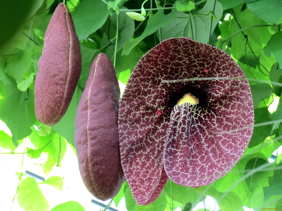 Аристолохия кирказон