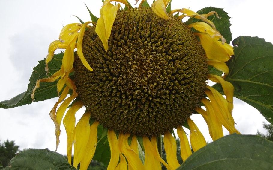 Подсолнух спелый