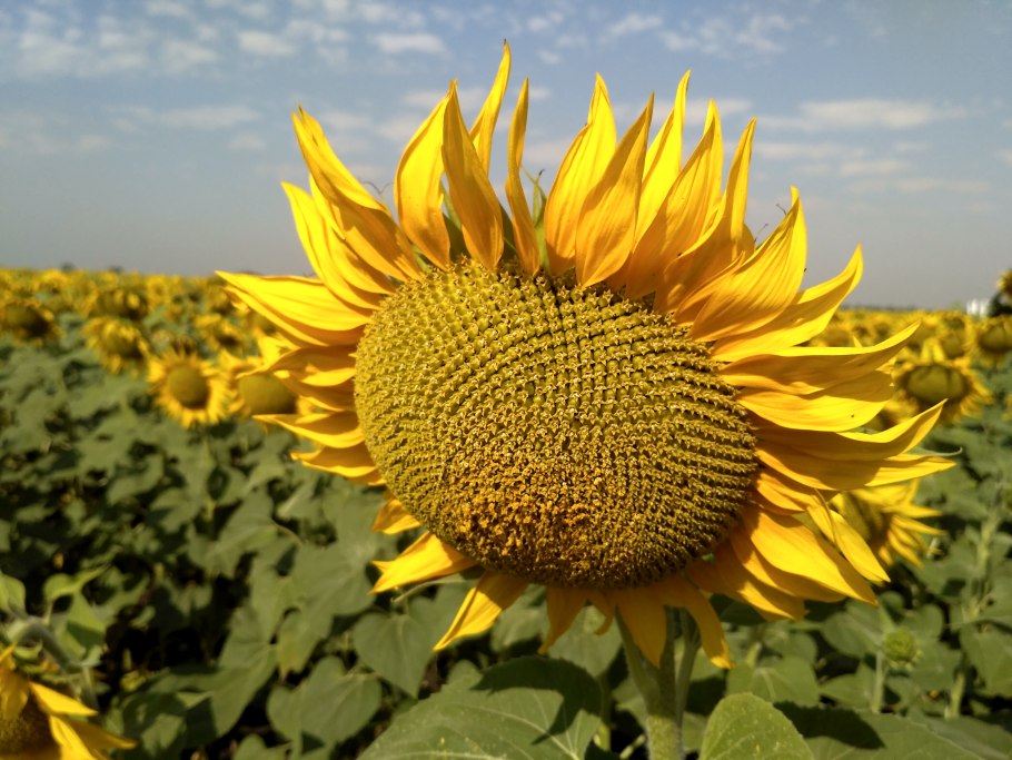 Гибрид подсолнечника ЕС Генезис