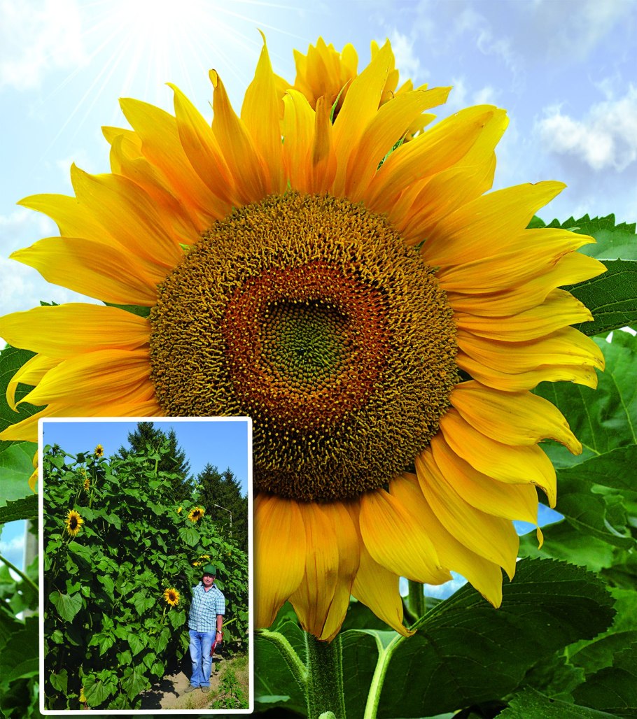 Подсолнечник Chkalovskiy Gigant семена