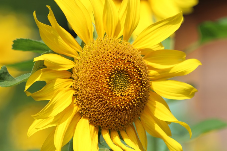 Тычинка цветка подсолнуха