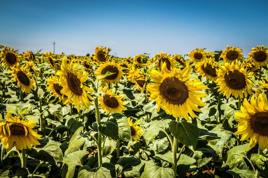 Разноцветный подсолнух