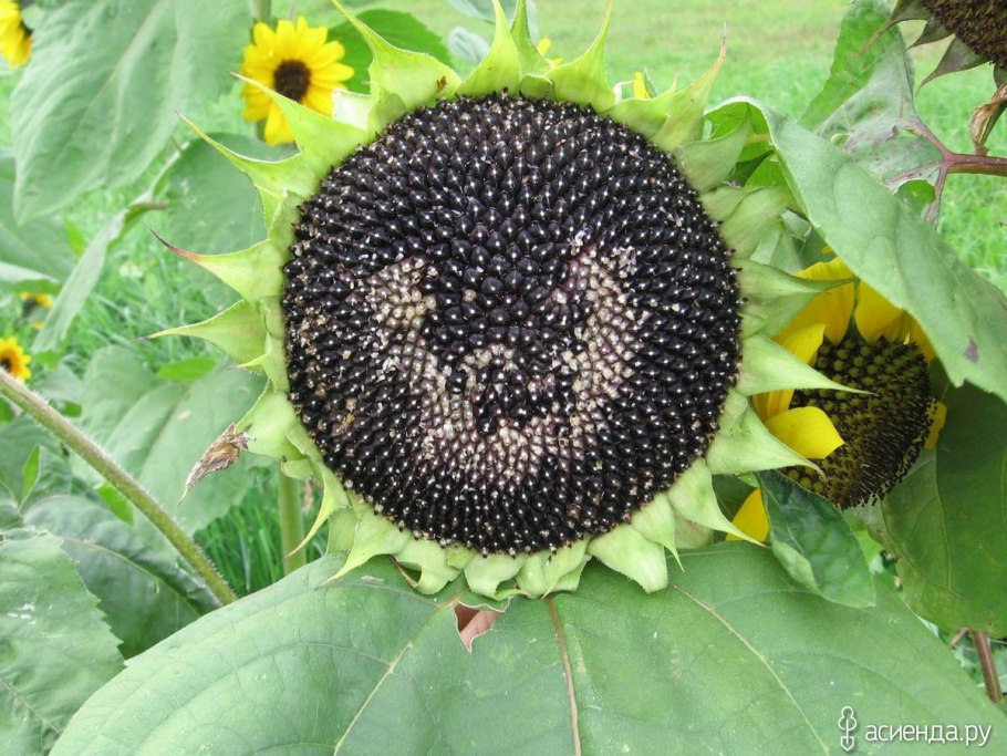 Купава сорт подсолнечника