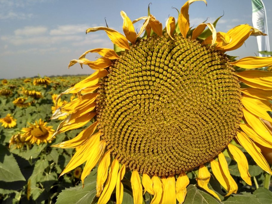 Марица подсолнечник