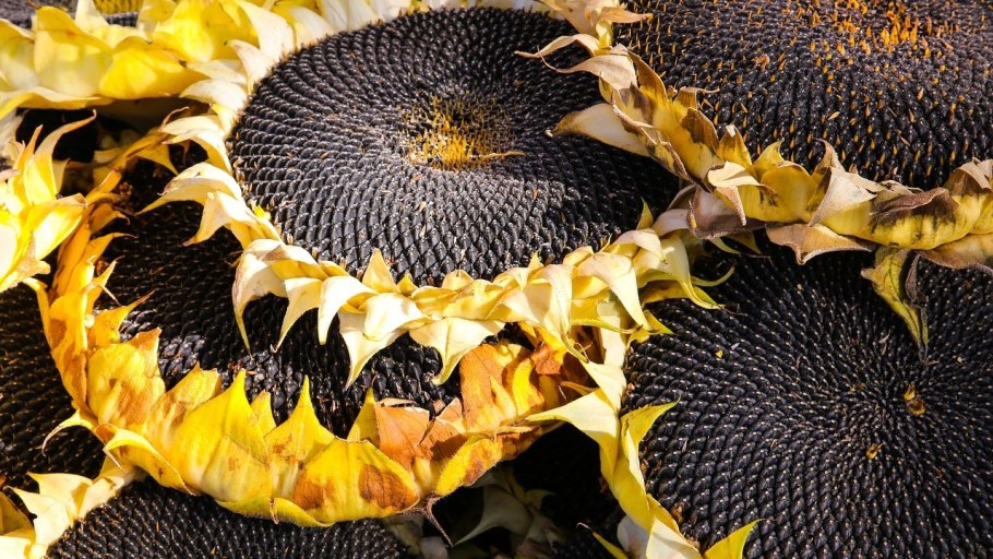 Ирен КЛП гибрид подсолнечника