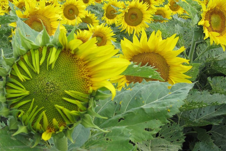 Подсолнечник созревший