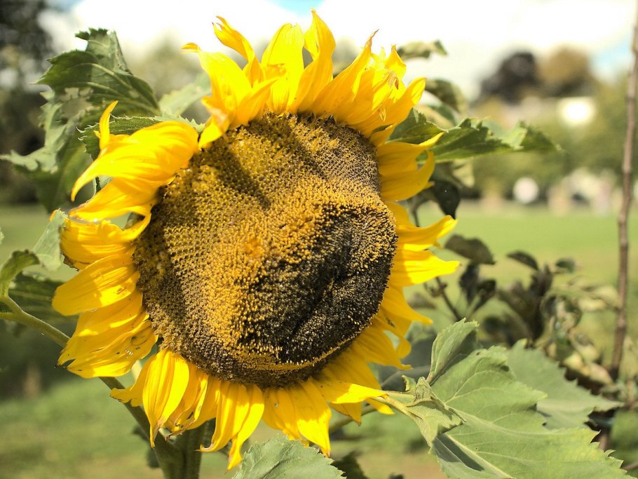 Монгольский гигант подсолнух