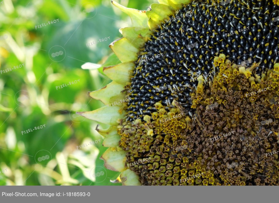 Подсолнух крупным планом зрелый
