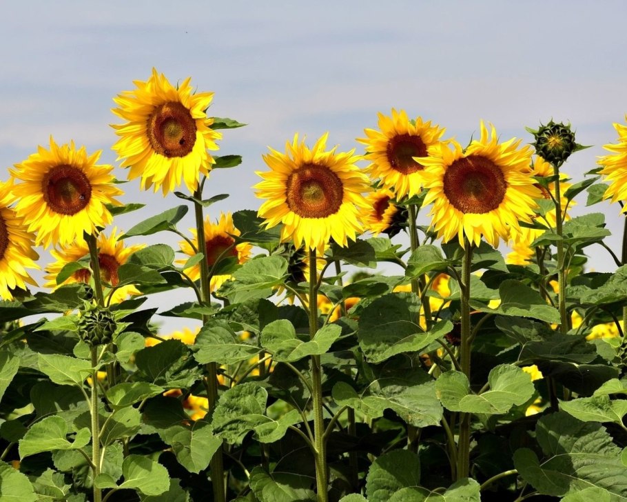 Подсолнечник Луна и солнце