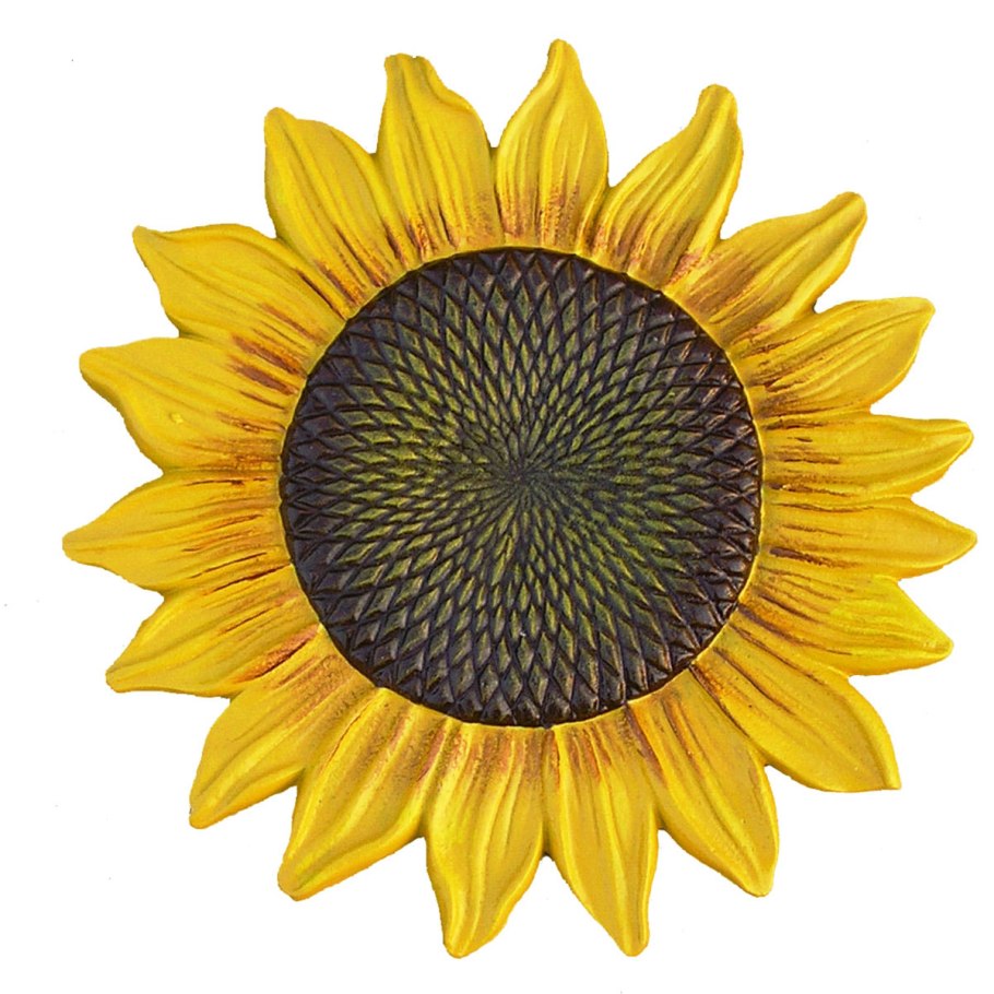 Подсолнух зрелый на белом фоне