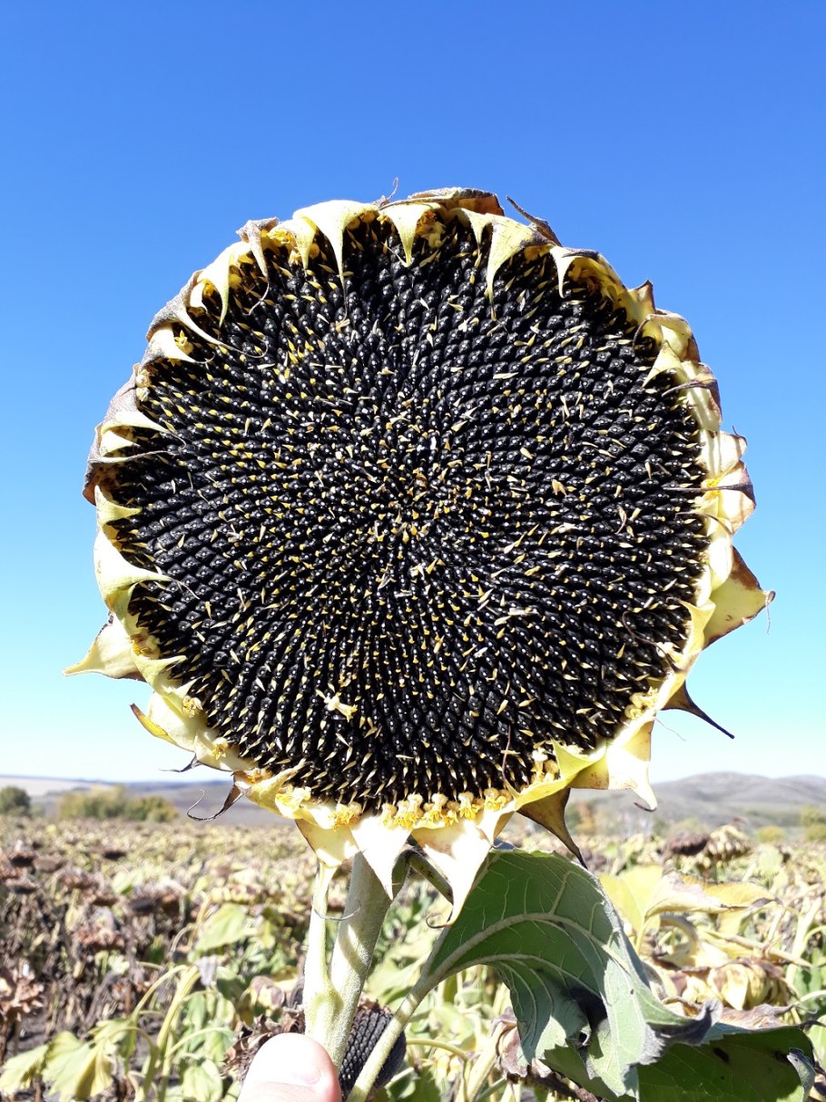 Подсолнечник Грандис