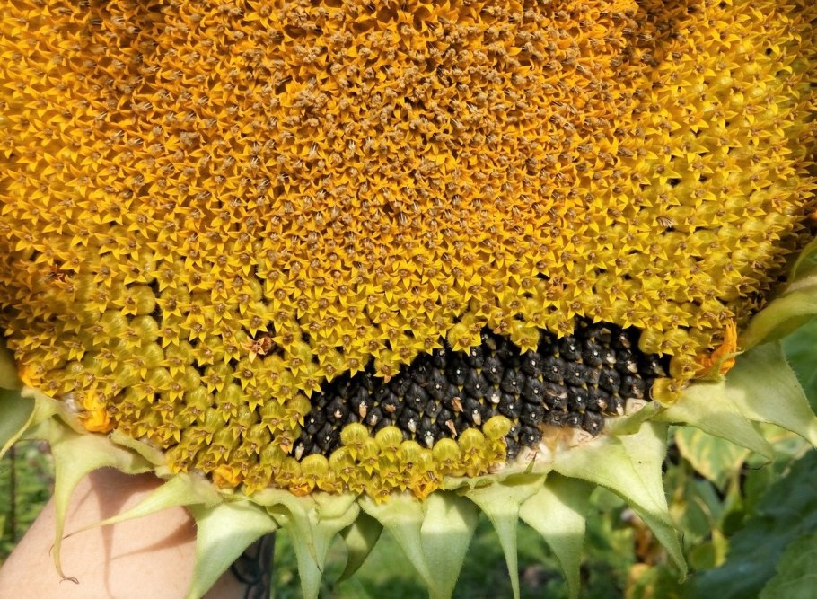 Подсолнечник сорт Хуторок