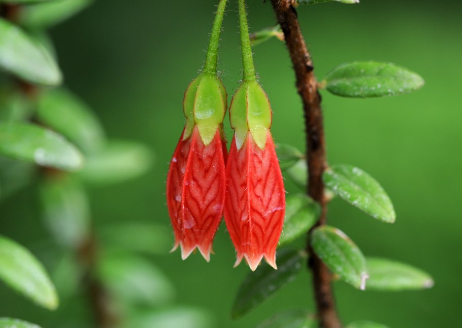 Агапетес Серпенс