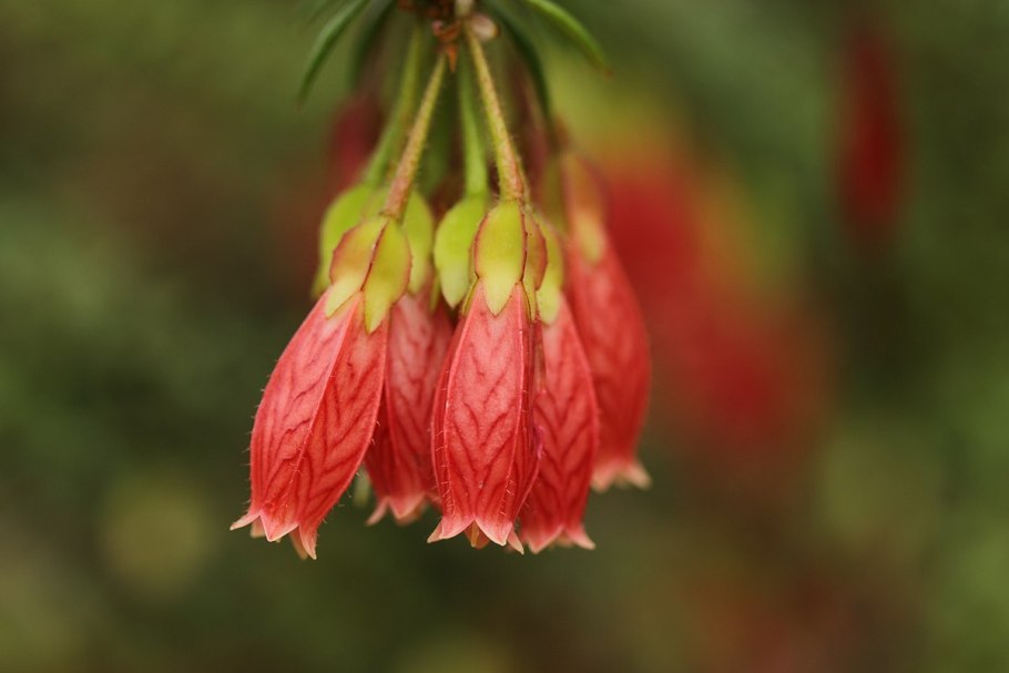 Агапетес Серпенс
