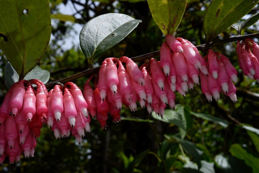 Ericaceae
