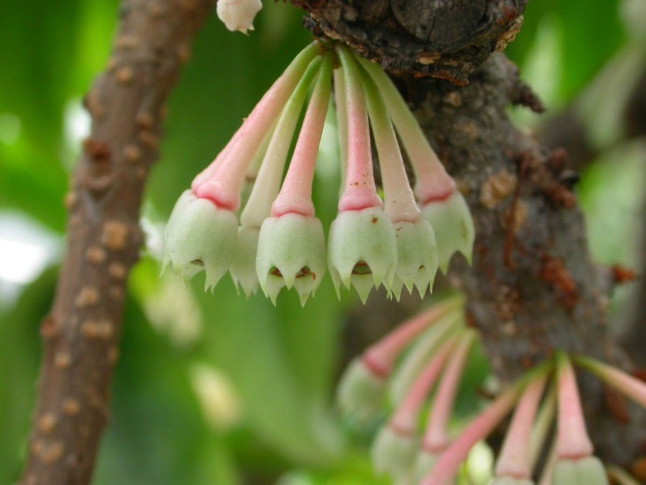 Фикус buxifolia