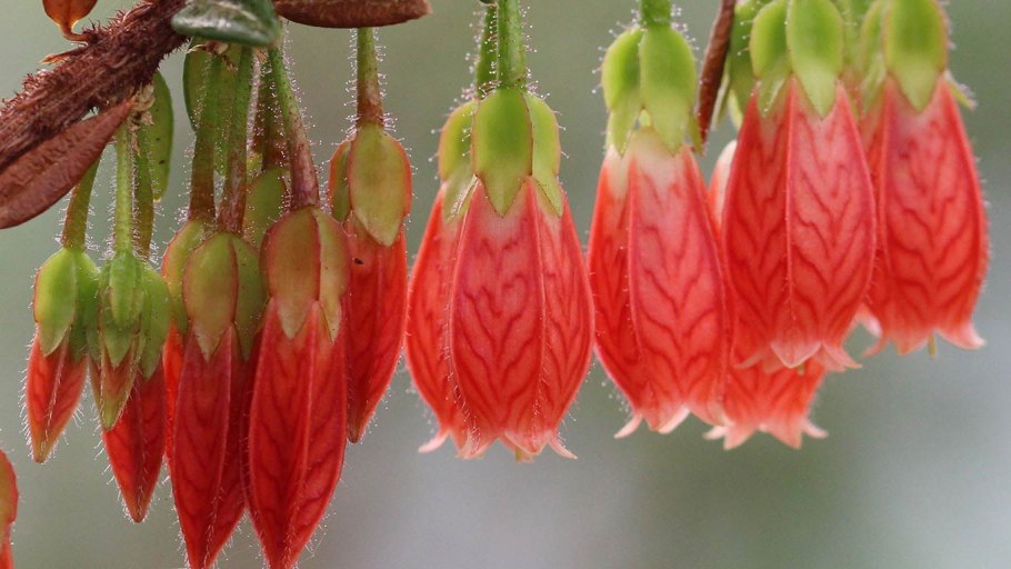 Агапетес Серпенс