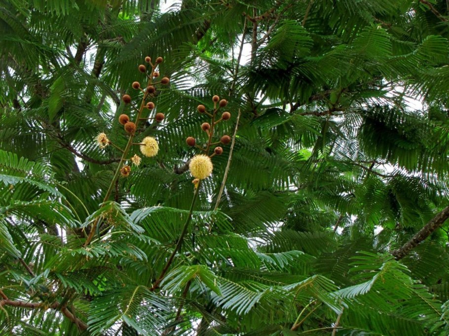 Паркия Parkia biglobosa