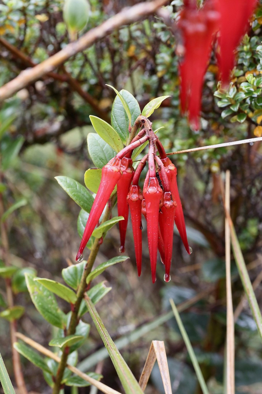 Маклинии (Mackleania)