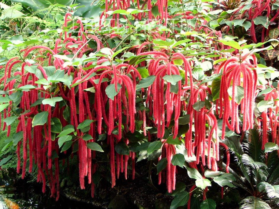 Дабеция кантабрийская