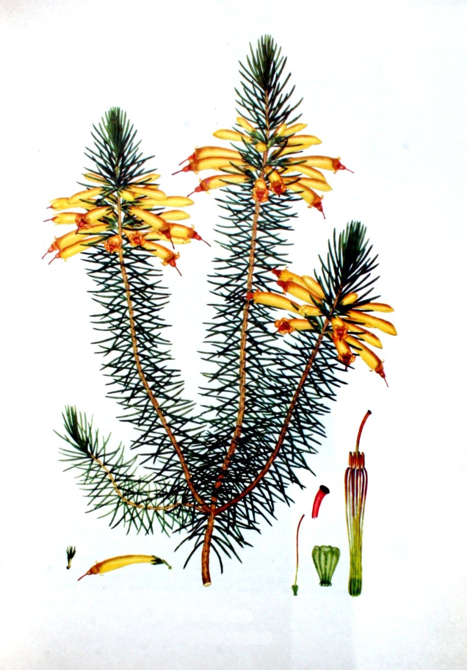 Паркия Parkia biglobosa