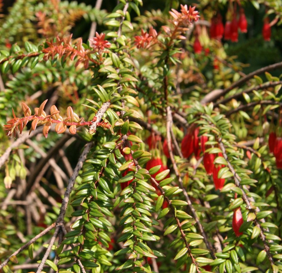 Агапетес змеевидный